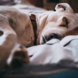 Come relax with us! Our community is pet friendly. #PetFriendly #Pets #Sonata #Coast #CoastPM #CoastWithUs #Leasing #ForRent #Apartment #ApartmentLife #LoveWhereYouLive #Seattle #ColumbiaCity #Apartments #Meow #Woof #WelcomeHome #Home Instagram post from @sonataatcolumbiastation on March 22, 2021 20:45:15pm